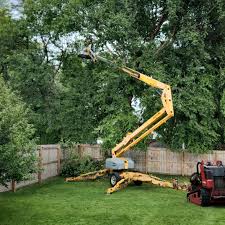 How Our Tree Care Process Works  in Oak Park, CA